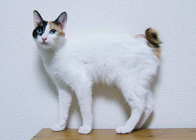 三毛猫ミケ