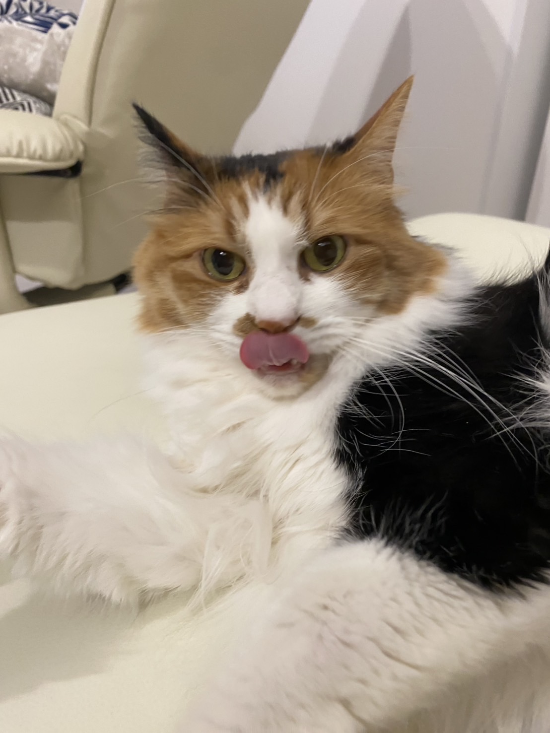 三毛猫ミケ